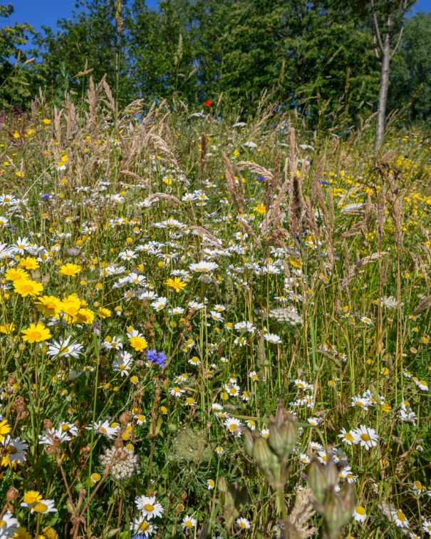 rewilding cator park