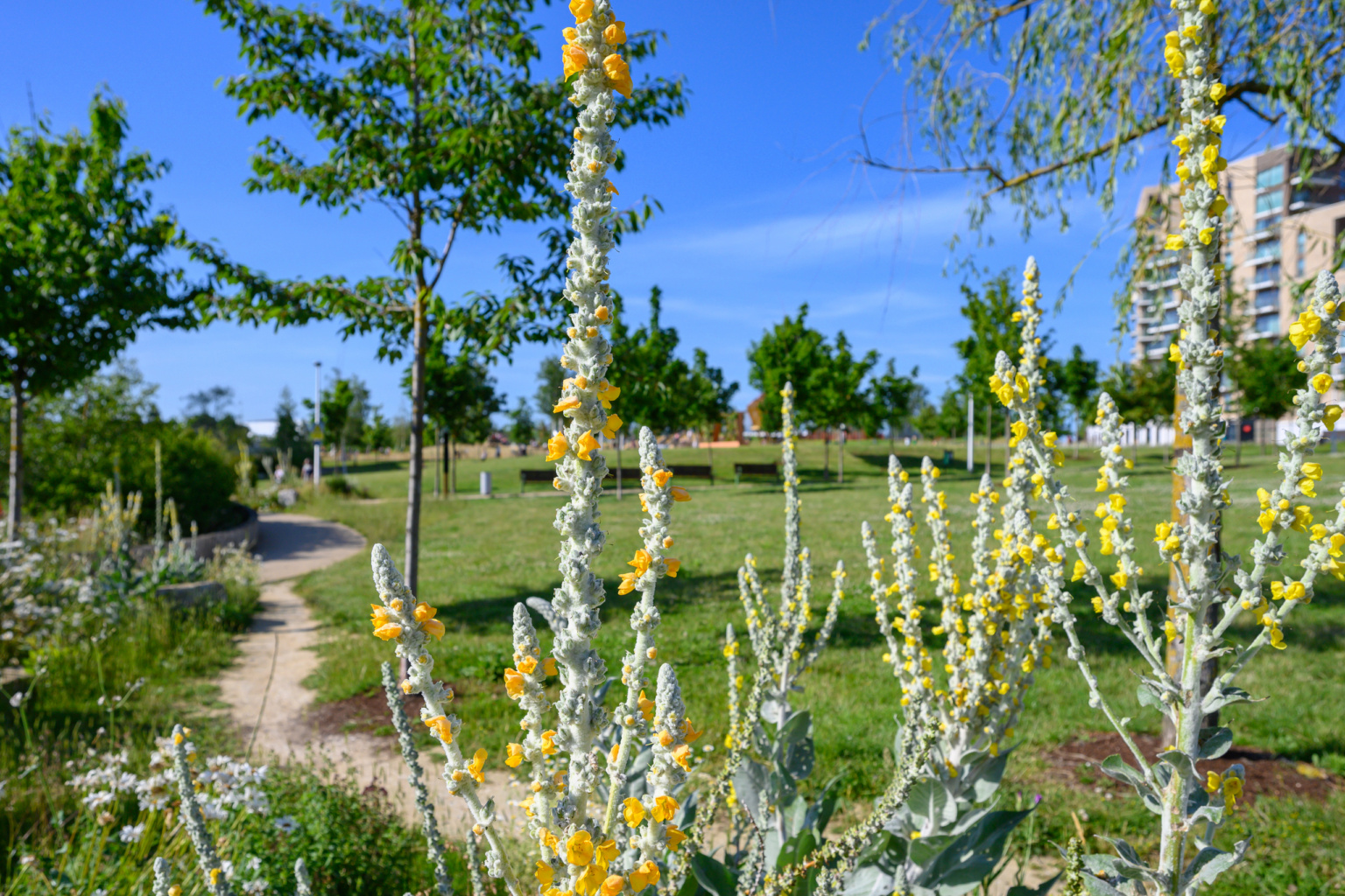 rewilding cator park