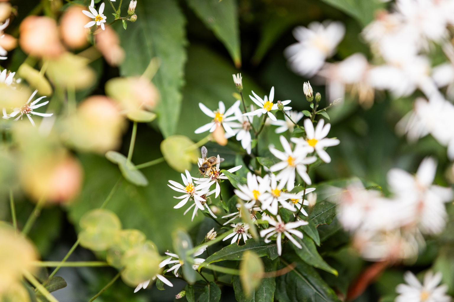 CLA_SUT_N1096_cropped_2560x1707